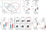 IFN gamma Antibody in Flow Cytometry (Flow)