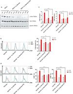 Phospho-Syk (Tyr348) Antibody in Flow Cytometry (Flow)