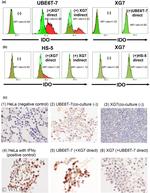 IDO Antibody in Flow Cytometry (Flow)