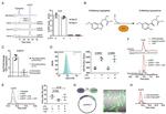 IDO Antibody in Flow Cytometry (Flow)