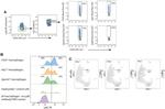 Ly-6G Antibody in Flow Cytometry (Flow)