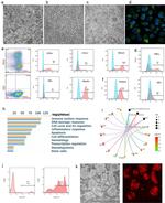 Perforin Antibody in Flow Cytometry (Flow)