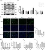 SLC7A11 Antibody in Western Blot (WB)