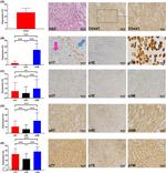 CD44 Antibody in Immunohistochemistry (Paraffin) (IHC (P))