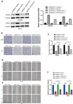 GPX4 Antibody in Western Blot (WB)