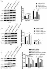 AKT Pan Antibody in Western Blot (WB)