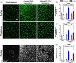 GFAP Antibody in Immunohistochemistry - Free Floating (IHC (Free))