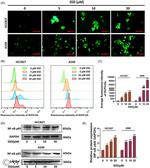 Acetyl-NFkB p65 (Lys310) Antibody in Western Blot (WB)