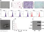 CD73 Antibody in Flow Cytometry (Flow)