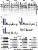 CCL5 (RANTES) Antibody in Neutralization (Neu)