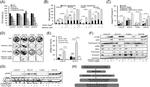 ERK1/ERK2 Antibody in Western Blot (WB)