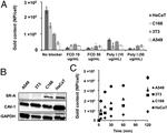 CD204 Antibody in Western Blot (WB)