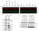 HLA-B Antibody in Western Blot, Immunoprecipitation (WB, IP)