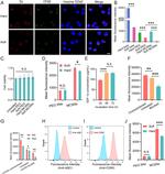 CXCR4 Antibody in Flow Cytometry (Flow)