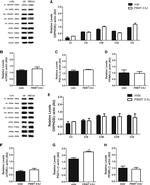 PPAR delta Antibody in Western Blot (WB)