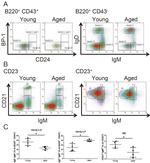 CD24 Antibody in Flow Cytometry (Flow)