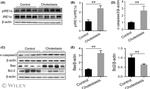 IRE1 alpha Antibody in Western Blot (WB)