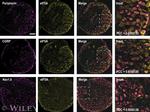 CGRP Antibody in Immunohistochemistry (PFA fixed) (IHC (PFA))