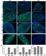 CD4 Antibody in Immunohistochemistry (IHC)