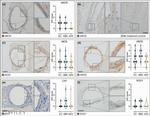 eNOS Antibody in Immunohistochemistry (Paraffin) (IHC (P))