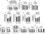 EIF2S1 Antibody in Western Blot (WB)