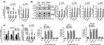 EIF2S1 Antibody in Western Blot (WB)