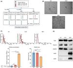 CD9 Antibody in Western Blot (WB)