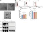 CD9 Antibody in Western Blot (WB)