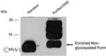 IL-13 Antibody in Western Blot (WB)