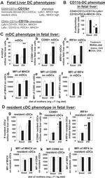 IRF4 Antibody in Flow Cytometry (Flow)