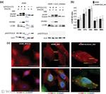 Influenza A NP Antibody in Western Blot (WB)