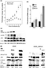 Influenza A NP Antibody in Western Blot (WB)