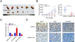 beta Catenin Antibody in Immunohistochemistry (Paraffin) (IHC (P))