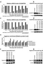 ADAMTS4 Antibody in Western Blot (WB)