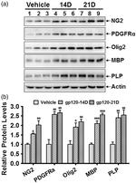 PLP1 Antibody in Western Blot (WB)