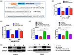 HIF1A Antibody in Western Blot (WB)