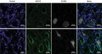 OLFM4 Antibody in Immunocytochemistry (ICC/IF)