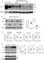 TBX3 Antibody in Western Blot (WB)