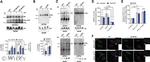 ATP5A1 Antibody in Western Blot (WB)