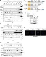 NCOA4 Antibody in Western Blot (WB)