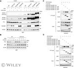 NCOA4 Antibody in Western Blot (WB)