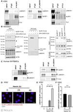 FLII Antibody in Immunoprecipitation (IP)