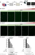 FLII Antibody in Western Blot (WB)