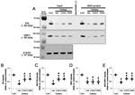 DNM1L Antibody in Western Blot (WB)