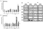 ABCG4 Antibody in Western Blot (WB)