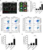 NMDAR1 Antibody in Flow Cytometry (Flow)