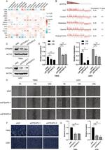 STEAP3 Antibody in Western Blot (WB)