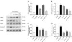 MLKL Antibody in Western Blot (WB)