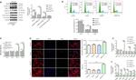 B-Raf Antibody in Western Blot (WB)