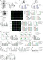 B-Raf Antibody in Western Blot (WB)